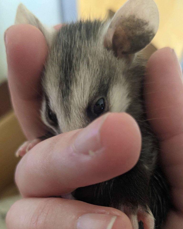 It Is Baby Opossum Season- What To Do If You Encounter A Baby Opossum