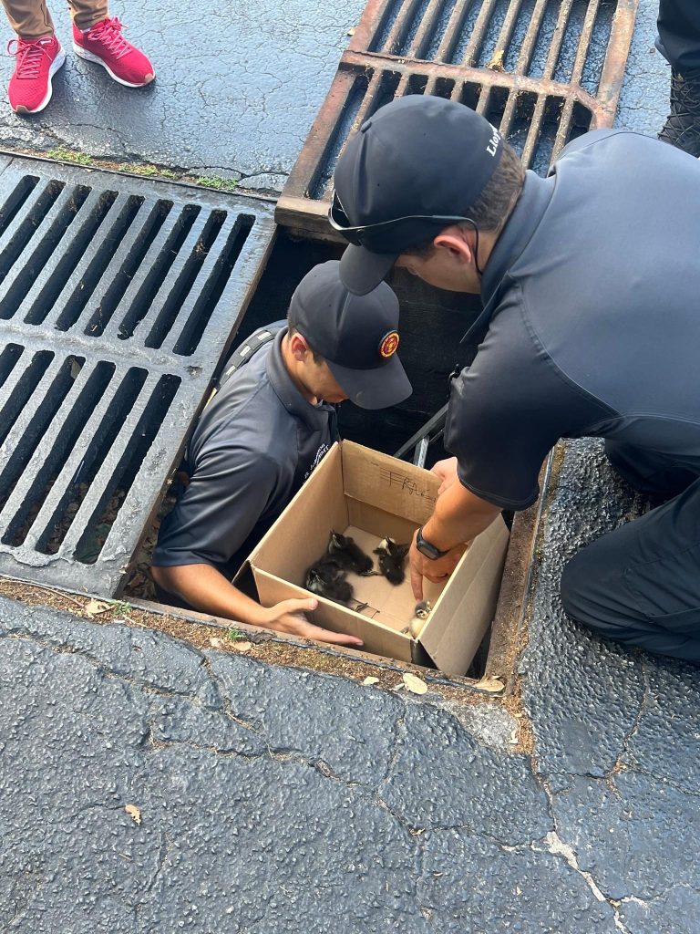 Thirteen Baby Ducklings Rescued From Storm Drain